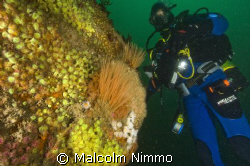 A nice reef  - Isles of Scilly, UKl  by Malcolm Nimmo 
